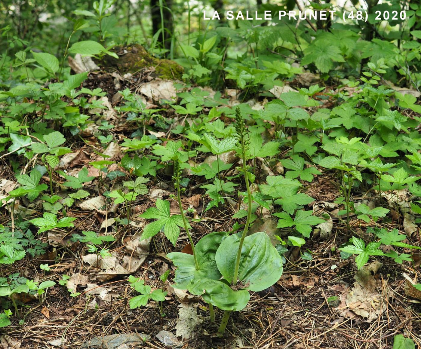 Twayblade plant